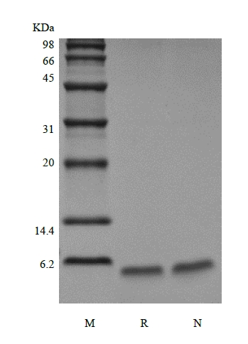 重組 Exendin-4 的 SDS-PAGE