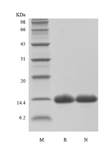 SDS-PAGE des rekombinanten HBV-Oberflächenantigens-preS1