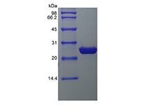 SDS-PAGE dari Protein Fluoresensi Hijau yang Ditingkatkan Rekombinan