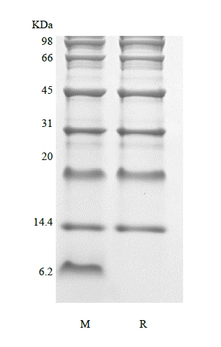 蛋白质标记的 SDS-PAGE