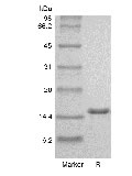 SDS-PAGE von rekombinantem humanem Interleukin-2 GMP