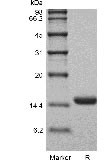 組換えヒトインターロイキン-3GMPのSDS-PAGE