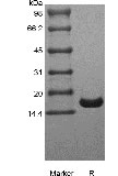 SDS-PAGE of Recombinant Human Interleukin-7 GMP