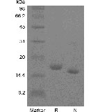 Recombinant Human Interleukin-10 GMP کا SDS-PAGE