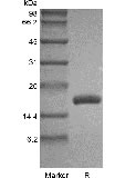 SDS-PAGE des rekombinanten humanen Fms-verwandten Tyrosinkinase-3-Liganden GMP