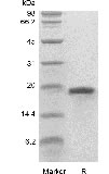 SDS-PAGE del fattore di crescita dei cheratinociti umani ricombinanti-1/FGF-7 GMP